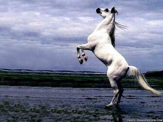 White Arabian Stallion Horse Stand Up Wallpaper Me