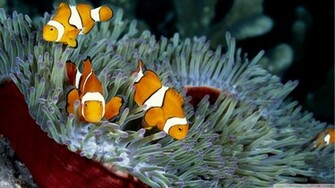 Clown Fish Wallpaper
