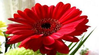 Nature Flowers Wallpaper Red
