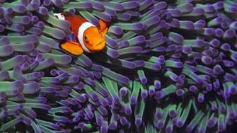 Clown Fish Wallpaper HD Early
