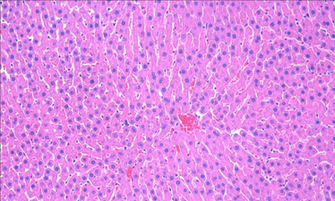 Histology Background Min Aquila Biomedical