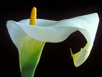 Calla Lily Wallpaper HD