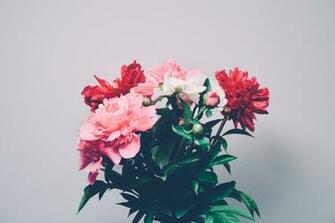 Macbook Pro Air Peony Desktop Wallpaper Image
