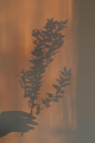Photos Of Hand Holding Plant Shadow Background Brown