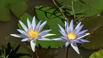 Blue Water Lilies Wallpaper