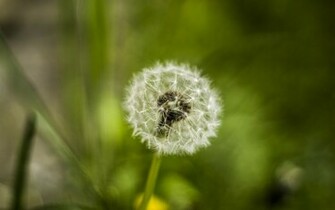Dandelion Wallpaper