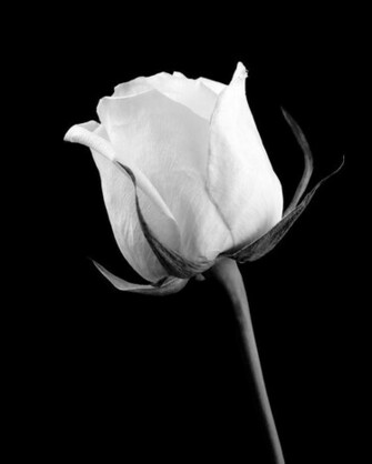 Rose Image Black And White