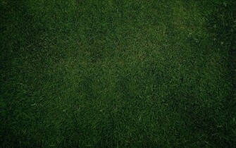 Background Wallpaper Green Grass Wallpapaer
