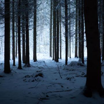 Wallpaper Forest Winter Snow Trees Snowy
