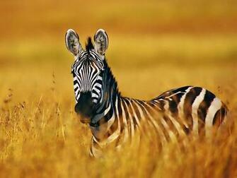 Zebra HD Wallpaper High Definition Background