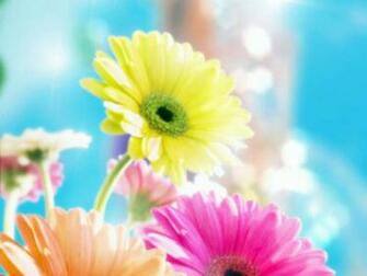 Bunte Blumen Wallpaper Positive 3d F R Desktop