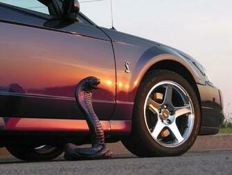 Mustang Cobra Wallpaper Of My Color Svt