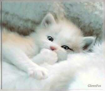 Animal Cat Very Cute Animals Cats HD Desktop Wallpaper