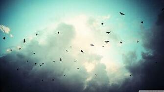 Fly Wallpaper High Resolution Z77pwz6 4usky