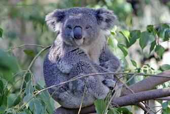 Koala Bear Wallpaper