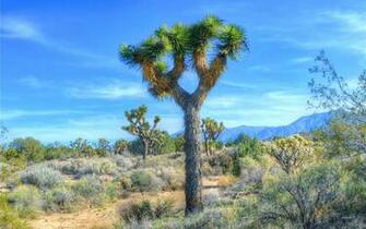 Earth Joshua Tree National Park Wallpaper