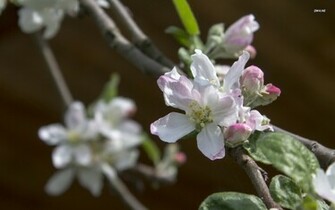 Apple Blossoms Wallpaper Flower