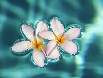 Exotic Flower Wallpaper