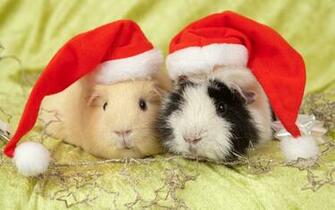 Cute Animal Pets Guinea Pigs Wallpaper HD