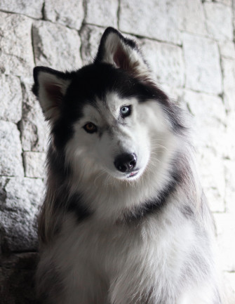 White And Black Siberian Husky Photo Dog Image