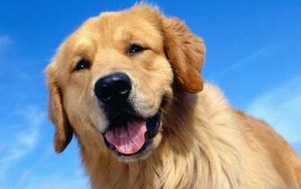 Beautiful Dogs HD Wallpaper Pixel Animal