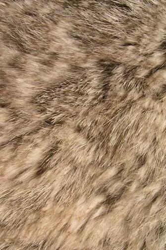 Animal Fur iPhone Wallpaper