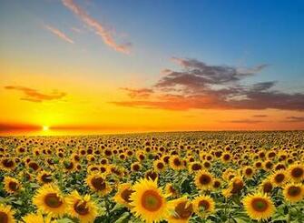 Sunset And Sunflowers