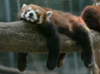 It S National Napping Day You Have Permission To Yawn
