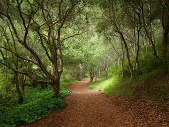 Sexy Wallpaper Top Ten Beaches Friends Mystical Forest