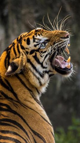 Roaring Tiger 4k Ultra HD Mobile Wallpaper