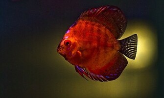 Amazing Discus Fish Wallpaper Animal High Quality Background