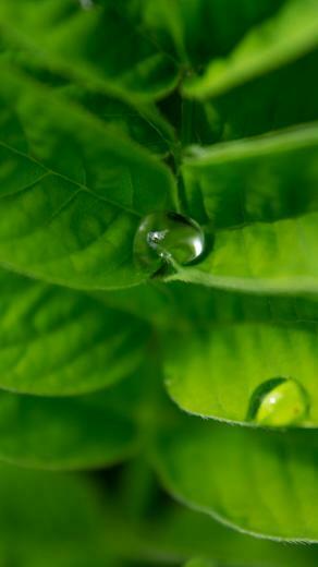 HD Green Drops On Leaf iPhone Wallpaper