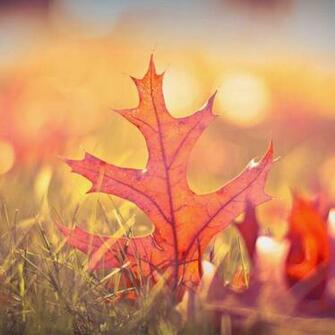 iPad Retina Wallpaper Autumn
