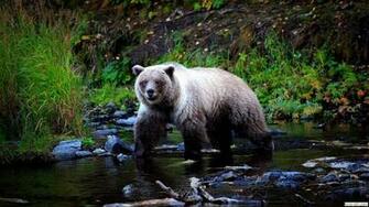 Grizzly Bear Wallpaper 1080p HD Funonsite