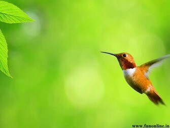 Hummingbird Wallpaper Smallest Hummingbirds