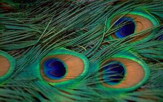 Wallpaper Name Green And Blue Peacock Bird Feather HD