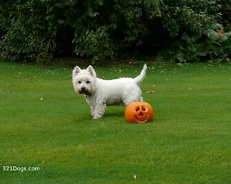 Westie Wallpaper