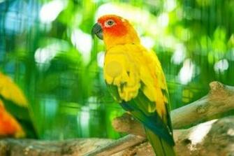 Parrot Kissing Girl Full HD Wallpaper 1080p