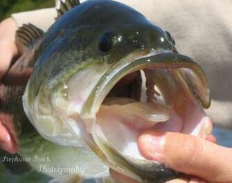 Big Mouth Bass By Monteydom