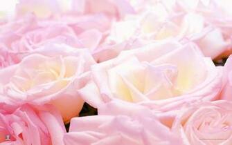 Roses Image Pretty Wallpaper Photos
