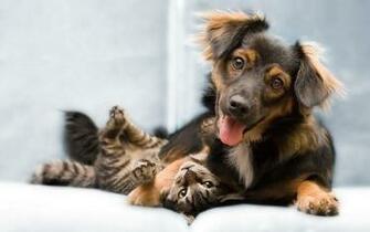 Cat And Dog Wallpaper