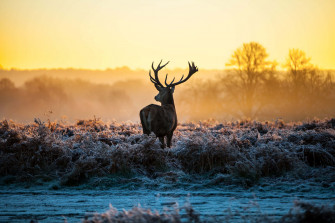 Deer Desktop Wallpaper