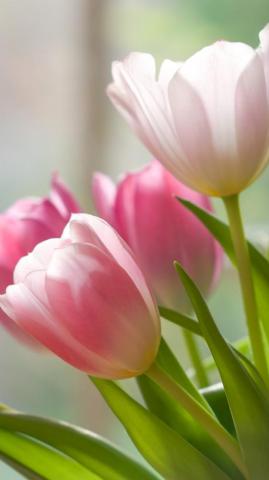 Tulip Phone Wallpaper