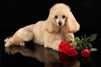 Poodle HD Wallpaper Background