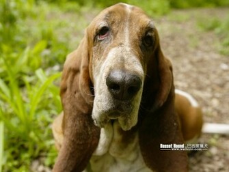 Basset Hound Portrait Photos Wallpaper No