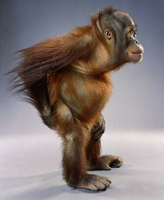 Monkey Wallpaper Funny
