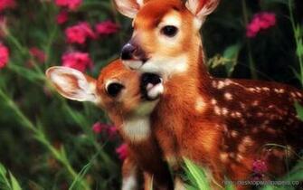 White Tailed Deer Mom And Child Wallpaper Desktop