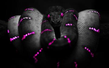 Snake Wallpaper