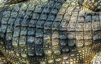 Crocodile Skin Leather Texture Wallpaper Photos
