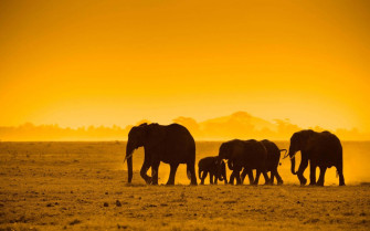 Safari Background Wallpaper